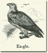 Örn - Eagle
